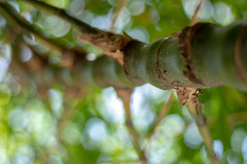 Bamboo in perspective