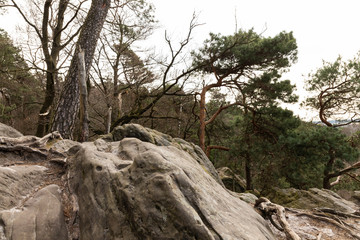 forest dörenther klippen with mountain