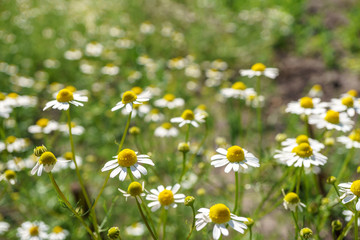 Fototapeta premium Chamomile in a sunny garden for healthy teas