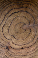 Fototapeta na wymiar A circular pattern of a tree stump looks like the shape of hearts within a heart. The wood is brown with the ring patterns being darker. 