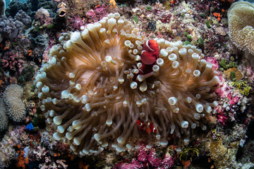 Spinecheek Anemonefish and Bulbed Anemone