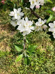 Flowers of the apple tree.