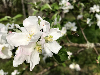 Flowers of the apple tree.