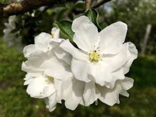 Flowers of the apple tree.