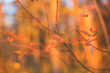 Fall Rowan leaf on the branch on the colorful orange natural background