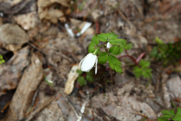 Snowdrops growing on the grass in the forest. Close-up. Background.