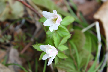 Snowdrops growing on the grass in the forest. Close-up. Background.