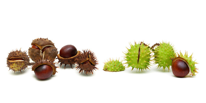 Mature chestnuts isolated on white background