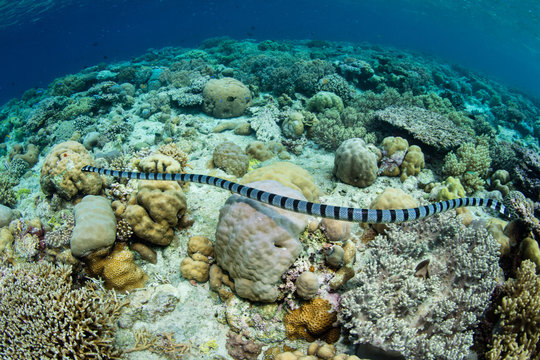 Banded Sea Snake and Reef in Wakatobi National Park