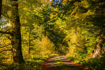 forêt automnale et petite route