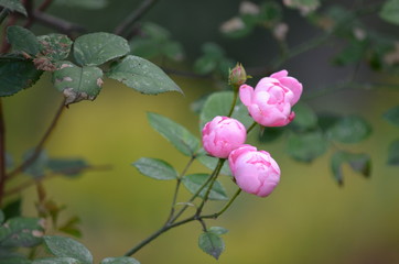 Fototapeta premium rose flower