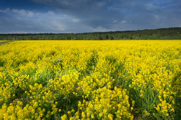 Ground Road in Flowering Field, beautiful countryside, sunny day