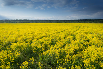 Fototapeta premium field of rapeseed - plant for green energy