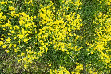 field of rapeseed - plant for green energy