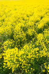 field of rapeseed - plant for green energy