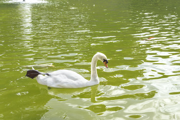 Beautiful swan in middle of the green lake.