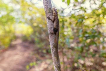 Animals on the forest nature