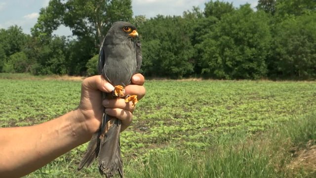 Ornithologist hold the bird in the hand - common kestrel (Falco tinnunculus)