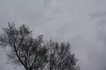 Overcast Trees