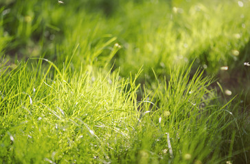 Fototapeta na wymiar Soft Grass in the Forest Grass on the meadow as Background
