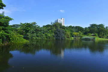 Fototapeta na wymiar The Garden city series - Singapore Botanic Garden, an UNESCO World Heritage Site of Singapore