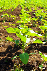 growing sunflower field
