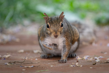 Naklejka na ściany i meble Squirrel stealing walnuts