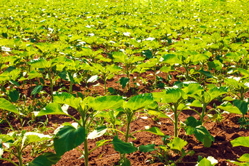 growing sunflower field