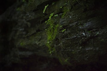Dark Mountain Stream Cave Moss Plant