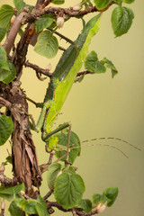 Jungle Nymph Stick Insect (Heteropteryx dilatata)/Malaysian Stick Insect on leafy branch