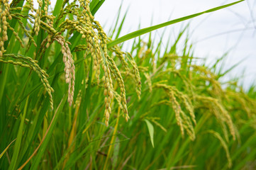 明日香村の稲穂