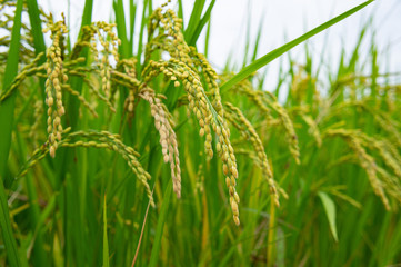 明日香村の稲穂