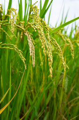 明日香村の稲穂