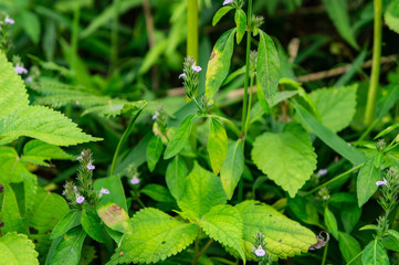 秋の明日香村でみた花