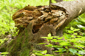 lo schianto invernale