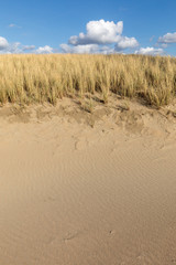 Fototapeta na wymiar Grasses in a Sand Dune under a clear blue sky at Katwijk aan Zee, Holland