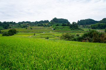 明日香村の棚田と彼岸花