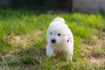 Portrait of a young puppy breed maremmano abruzzese sheepdog standing in the green grass in summer. White fluffy maremma puppy