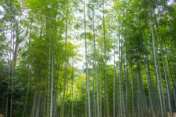 Fototapeta na wymiar bamboo grove green fresh