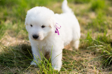 Portrait of a young puppy breed maremmano abruzzese sheepdog standing in the green grass in summer. White fluffy maremma puppy