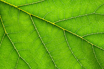 Fototapeta na wymiar green mulberry leaves texture - background