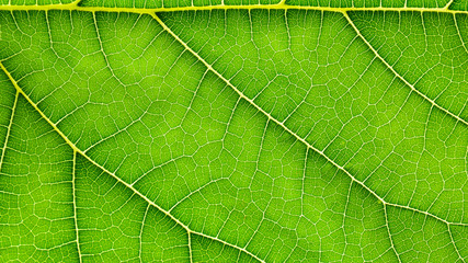 green mulberry leaves texture - background
