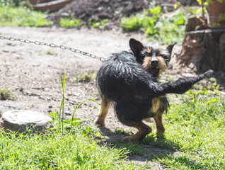 Aggressive blind house dog on a leash