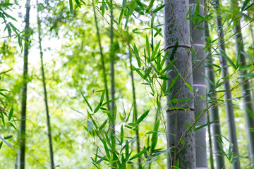 Fototapeta premium bamboo grove green fresh
