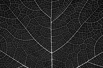 black pumpkin leaves texture - background