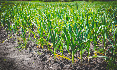 Green sprouts of garlic in a vegetable garden