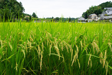 Fototapeta premium 奈良県明日香村の稲穂