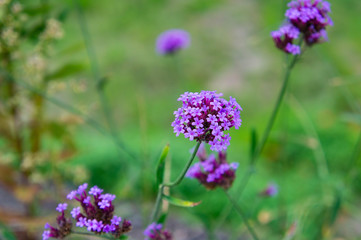 初秋の奈良県明日香村でみた植物