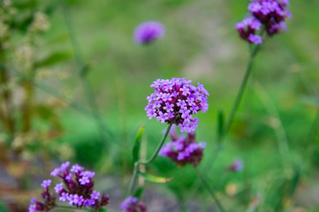 Fototapeta premium 初秋の奈良県明日香村でみた植物