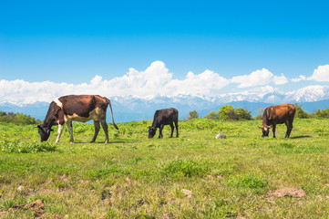 Fototapeta na wymiar Cows grazing in a meadow against background of snow-capped mountains